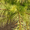 Larix kaempferi 'Magic Gold' - Japanese Larch - Larix kaempferi 'Magic Gold'