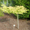 Larix kaempferi 'Magic Gold' - Japanese Larch - Larix kaempferi 'Magic Gold'