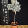 Picea pungens 'Mecky' - Stech-Fichte ; Blaufichte - Picea pungens 'Mecky'