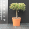 Pinus mugo 'Hollosy' - Mountain pine - Pinus mugo 'Hollosy'