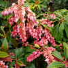 Pieris japonica 'Katsura' - Japanese Pieris - Pieris japonica 'Katsura'