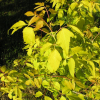 Acer negundo 'Auratum' - klon jesionolistny - Acer negundo 'Auratum' ; Acer negundo  var odessanum