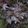 Acer palmatum 'Bloodgood' -Japanese maple - Acer palmatum 'Bloodgood'