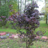 Acer palmatum 'Bloodgood' -Japanese maple - Acer palmatum 'Bloodgood'