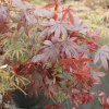 Acer palmatum 'Bloodgood' -Japanese maple - Acer palmatum 'Bloodgood'