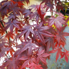 Acer palmatum 'Bloodgood' -Japanese maple - Acer palmatum 'Bloodgood'