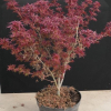 Acer palmatum 'Shaina'  - Japanese maple - Acer palmatum 'Shaina'