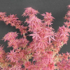 Acer palmatum 'Shaina'  - Japanese maple - Acer palmatum 'Shaina'