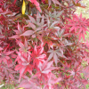 Acer palmatum 'Skeeter's Broom' -  Japanese maple - Acer palmatum 'Skeeter's Broom'