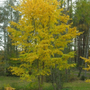 Ulmus glabra - Elm - Ulmus glabra