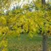 Ulmus glabra - Elm - Ulmus glabra