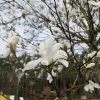 Magnolia kobus - Kobushi-Magnolie - Magnolia kobus