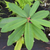 Rhododendron brachycarpum x auriculatum - Rhododendron - Rhododendron brachycarpum x auriculatum