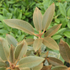 Rhododendron pachysanthum - Rhododendron pachysanthum