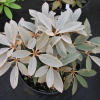 Viking Silver - Rhododendron hybrid - Viking Silver - Rhododendron hybridum