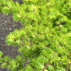 Larix kaempferi 'Magic Gold' - Japanese Larch - Larix kaempferi 'Magic Gold'