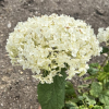 Hydrangea arborescens 'Annabelle' - hortensja drzewiasta ;hortensja krzewiasta ; hortensja krzaczasta - Hydrangea arborescens 'Annabelle'