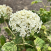 Hydrangea arborescens 'Bounty'- hortensja drzewiasta ;hortensja krzewiasta ; hortensja krzaczasta - Hydrangea arborescens 'Bounty'