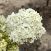 Hydrangea arborescens 'Sheep Cloud' - hortensja krzewiasta - Hydrangea arborescens 'Sheep Cloud'