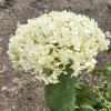 Hydrangea arborescens 'Annabelle' - hortensja drzewiasta ;hortensja krzewiasta ; hortensja krzaczasta - Hydrangea arborescens 'Annabelle'