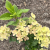 Hydrangea paniculata 'HP217903' PANZOLA PBR - hortensja bukietowa - Hydrangea paniculata 'HP217903' PANZOLA PBR