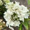 Hydrangea paniculata 'White Moth' - hortensja bukietowa - Hydrangea paniculata 'White Moth'