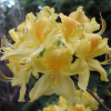 Azalia pontyjska (Rh. luteum) - Rhododendron luteum (Azalea pontica)