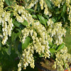 Pieris japonica 'Forest Flame' - pieris japoński - Pieris japonica 'Forest Flame'