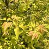 Acer negundo 'Auratum' - klon jesionolistny - Acer negundo 'Auratum' ; Acer negundo  var odessanum