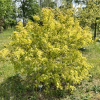 Acer negundo 'Auratum' - klon jesionolistny - Acer negundo 'Auratum' ; Acer negundo  var odessanum