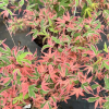 Acer palmatum 'Beni-shichi-henge' - Japanese maple - Acer palmatum 'Beni-shichi-henge'