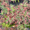 Acer palmatum 'Beni-shichi-henge' - Japanese maple - Acer palmatum 'Beni-shichi-henge'