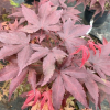 Acer palmatum 'Bloodgood' -Japanese maple - Acer palmatum 'Bloodgood'