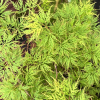 Acer palmatum 'Emerald Lace' - Japanese maple - Acer palmatum 'Emerald Lace'