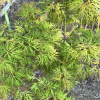 Acer palmatum 'Emerald Lace' - Japanese maple - Acer palmatum 'Emerald Lace'