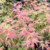 Acer palmatum 'Phoenix' - klon palmowy - Acer palmatum 'Phoenix'