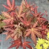 Acer palmatum 'Red Wine' - Japanese maple - Acer palmatum 'Red Wine'