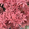 Acer palmatum 'Shaina'  - Japanese maple - Acer palmatum 'Shaina'