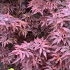 Acer palmatum 'Skeeter's Broom' -  Japanese maple - Acer palmatum 'Skeeter's Broom'