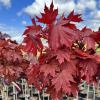 Acer platanoides 'Holata' - Norway maple - Acer platanoides 'Holata'