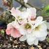 Chaenomeles speciosa 'Apple Blossom'-  Chinesische Zierquitte - Chaenomeles speciosa 'Apple Blossom'