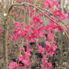 Prunus persica 'Mintao13' - TAOFLORA RED  - Peach tree - Prunus persica 'Mintao13' - TAOFLORA RED