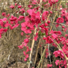 Prunus persica 'Mintao13' - TAOFLORA RED  - Peach tree - Prunus persica 'Mintao13' - TAOFLORA RED