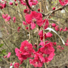 Prunus persica 'Mintao13' - TAOFLORA RED  - Peach tree - Prunus persica 'Mintao13' - TAOFLORA RED