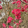 Prunus persica 'Mintao13' - TAOFLORA RED  - Peach tree - Prunus persica 'Mintao13' - TAOFLORA RED