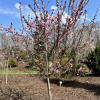 Prunus xblireana - purple-leafed plum, double-flowering plum - Prunus xblireana