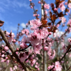 Prunus xblireana - purple-leafed plum, double-flowering plum - Prunus xblireana