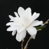 x loebneri 'Mags Pirouette' - Loebner Magnolie - Magnolia x loebneri 'Mags Pirouette'