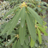 Rhododendron brachycarpum x auriculatum - Rhododendron - Rhododendron brachycarpum x auriculatum