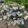 Rhododendron yakushimanum x adenopodum - Rhododendron yakushimanum x adenopodum